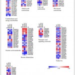 Figure 5: Heat map of 129 differentially abundant proteins according to their pathway distribution.
