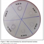 Figure 1: Halo zone formation by selected bacterial isolates on Aleksandrov agar plate.