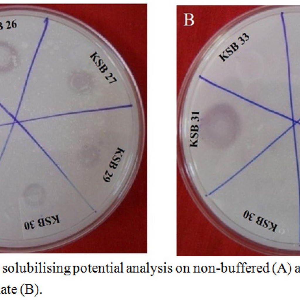 Buffering Reduces Potassium Solubilising Potential of Selected ...