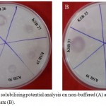 Figure 2: Potassium solubilising potential analysis on non-buffered (A) and buffered Aleksandrov agar plate (B).
