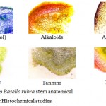 Figure 2: In vitro Basella rubra stem anatomical section used for Histochemical studies.