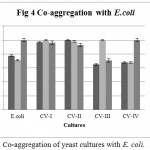 Figure 4: Co-aggregation of yeast cultures with E. coli.