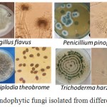 Figure 1: Pure cultures of some endophytic fungi isolated from different parts of the potato plant.