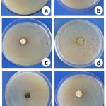 Figure 2: Antimicrobial activity of six endophytic fungi against human pathogens (a, b, c and d) positive results while (e and f) negative results,