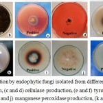 Figure 3: Enzyme production by endophytic fungi isolated from different parts of potato plant, (a and b) amylase production, (c and d) cellulase production, (e and f) tyrosinase production, (g and h) protease production, (i and j) manganese peroxidase production, (k and l) laccase production.
