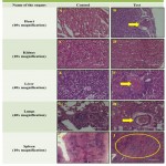 Figure 2: Micrographs of Rat Tissues after 42 exposure of Iron deficient feed: