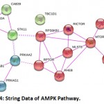 Figure 4: String Data of AMPK Pathway.