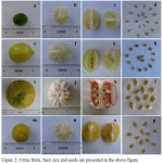 Figure 2: Citrus fruits, their size and seeds are presented in the above figure.
