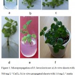 Figure 1: Micropropagation of O. heracleoticum: a) In vitro shoots with 500 mg L-1 CaCl2; b) in vitro propagated shoots with 1.0 mg L-1 zeatin after three weeks of culture; c) in vitro propagated shoots with 1.0 mg L-1 BAP after three weeks of culture; d) rooted plants with 0.5 mg L-1 IBA after 4 weeks of culture; e) rooted plants with 0.5 mg L-1 NAA after 4 weeks of culture, f) ex vitro adapted plants after eight weeks of culture.