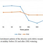 Figure 1: Enrichment pattern of the abscisic acid (ABA) receptors PYL4 and PYL9 at midday before (N) and after (NR) watering.