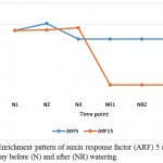 Figure 2: Enrichment pattern of auxin response factor (ARF) 5 and 15 at midday before (N) and after (NR) watering.