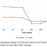 Figure 3: Enrichment pattern of AUX/IAA factors IAA14 and IAA7 at midday before (N) and after (NR) watering.