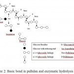 Figure 2: Basic bond in pullulan and enzymatic hydrolysis site.