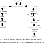 Figure 3: Biosynthesis of pullulan (1,α-phosphoglucose mutase; 2, UDPG-pyrophosphorylase; 3, glucosyltransferase) Cheng et al. (2011).