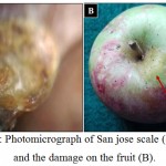 Figure 1: Photomicrograph of San jose scale (40x) (A); and the damage on the fruit (B).
