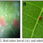 Figure 2: Red mites larval (A); and adult stage (B).