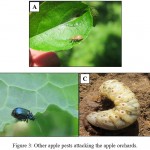 Figure 3: Other apple pests attacking the apple orchards.