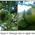 Figure 6: Damage due to apple Scab.