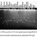 Figure 2: DNA profile of 30 rice genotypes using RM336 marker in ethidium bromide stained polyacrylamide (8%) gel.