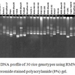 Figure 3: DNA profile of 30 rice genotypes using RM562 marker in ethidium bromide stained polyacrylamide (8%) gel.