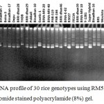 Figure 4: DNA profile of 30 rice genotypes using RM594 marker in ethidium bromide stained polyacrylamide (8%) gel.