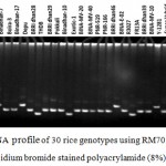 Figure 5: DNA profile of 30 rice genotypes using RM7075 marker in ethidium bromide stained polyacrylamide (8%) gel.