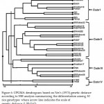 Figure 6: UPGMA dendrogram based on Nei’s (1973) genetic distance according to SSR analysis summarizing the differentiation among 30 rice genotypes where arrow line indicates the scale of genetic distance (1.00-0.62).