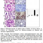 Figure 3: Photomicrograph of sagittal section of kidney of 18 day fetuses. A. Control. A1. Cinnamon extract A2. Diabetes-treatment A3. Diabetes and cinnamon supplementation