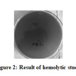 Figure 2: Result of hemolytic study.