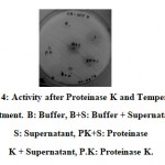 Figure 4: Activity after Proteinase K and Temperature treatment. B: Buffer, B+S: Buffer + Supernatant, S: Supernatant, PK+S: Proteinase K + Supernatant, P.K: Proteinase K.