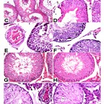 Figure 1: Histological sections of rat testis.