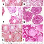 Figure 2: Histological sections of rat testis.