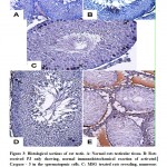 Figure 3: Histological sections of rat testis