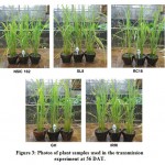 Figure 3: Photos of plant samples used in the transmission experiment at 56 DAT.