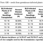 Table 3: Percent BLS disease incidence at 14 DAT and 56 DAT and percentage of at 56 DAT of rice samples used in the transmission experiment.