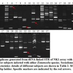 Figure 2: Amplicons generated from tRNA-linked STR of NK1 array with N-K5/N-K3 primers for subjects infected with either Entamoeba species. Sociodemographic characteristics details of different subjects are shown in Table 2. M=100 bp ladder. Specific markers are indicated by the red arrows