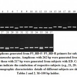 Figure 6: Amplicons generated from P5_HD-F/ P5_HD-R primers for subjects infected with either Entamoeba species. Amplicons with 262 bp were generated from EH-infected subjects, 
