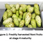 Figure 1: Freshly harvested Noni fruits at stage 4 maturity