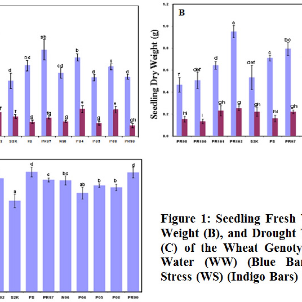 Selection Criteria to Assess Drought Stress Tolerance in Wheat ...