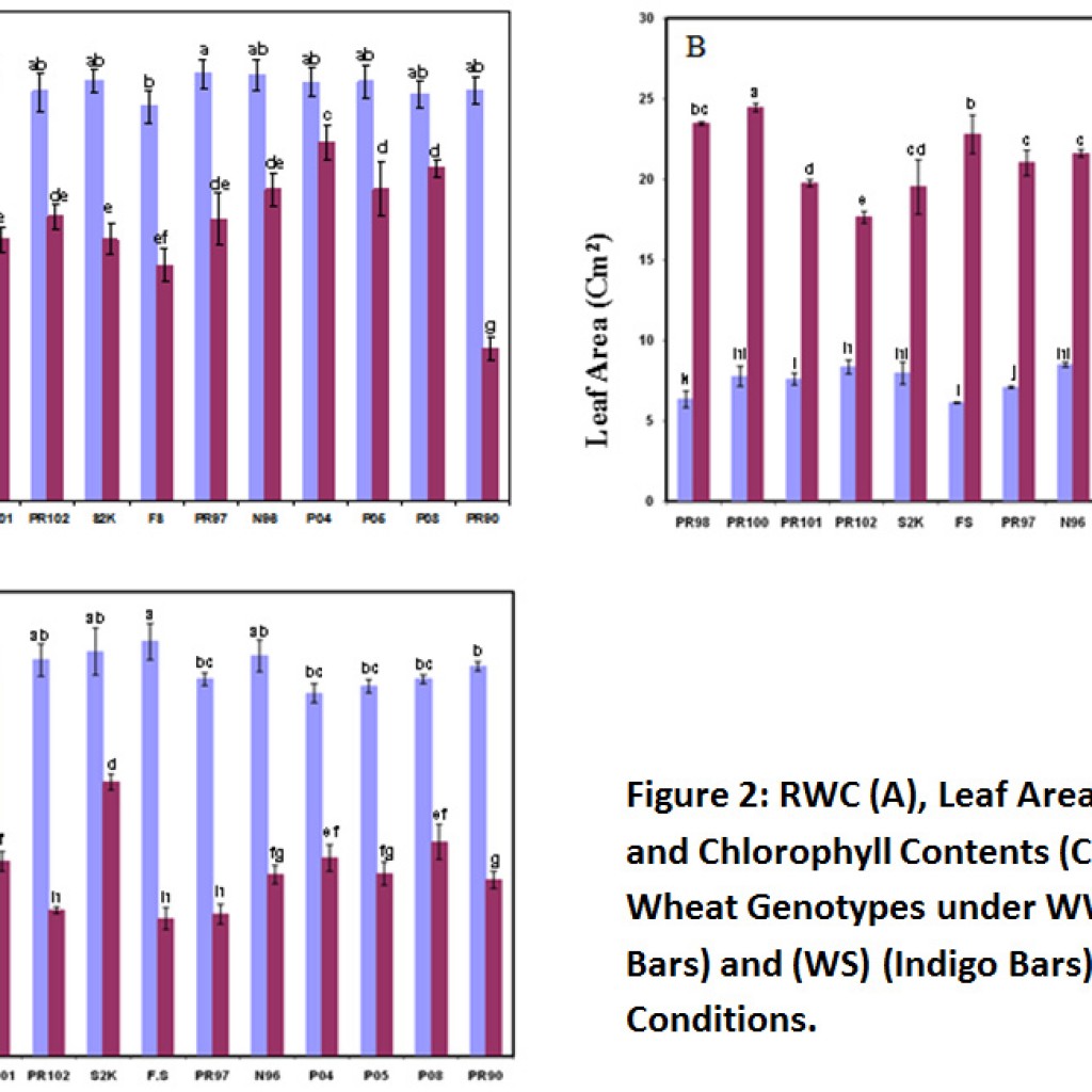 Selection Criteria to Assess Drought Stress Tolerance in Wheat ...