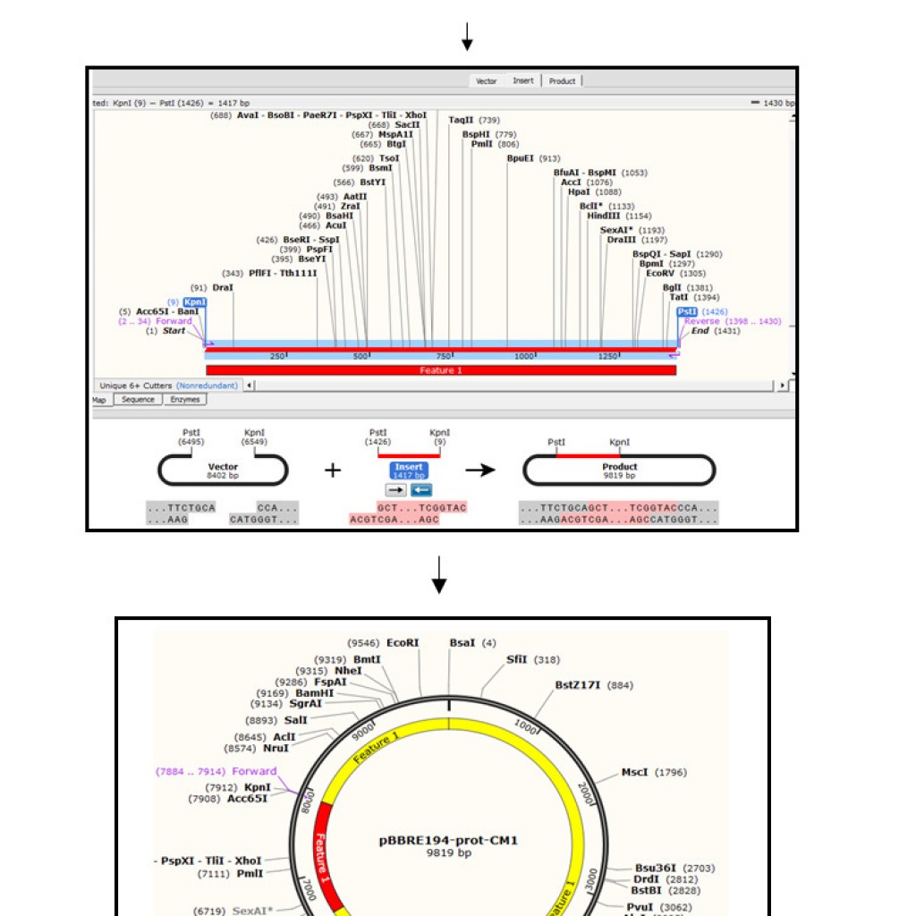 Subcloning and Expression of a Protease Gene from Bacillus Halodurans ...