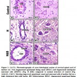 Figure 1: (A-C1). Photomicrographs of cross histological section of cervical spinal cord of mother rat. 