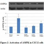 Figure 2: Activation of AMPK in C2C12 cells