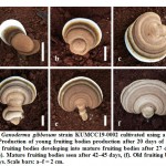 Figure 11: Ganoderma gibbosum strain KUMCC19-0002 cultivated using a soil casing layer.