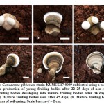 Figure 12: Ganoderma gibbosum strain KUMCC17-0009 cultivated using a casing layer. 