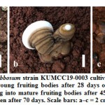 Figure 13: Ganoderma gibbosum strain KUMCC19-0003 cultivated using a casing layer