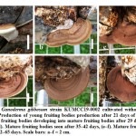 Figure 14: Ganoderma gibbosum strain KUMCC19-0002 cultivated without a casing layer. 