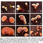 Figure 2: Ganoderma leucocontextum strain KUMCC17-0007 cultivated by soil casing method.