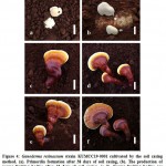 Figure 4: Ganoderma resinaceum strain KUMCC19-0001 cultivated by the soil casing method. 