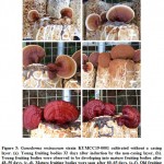 Figure 5: Ganoderma resinaceum strain KUMCC19-0001 cultivated without a casing layer. 